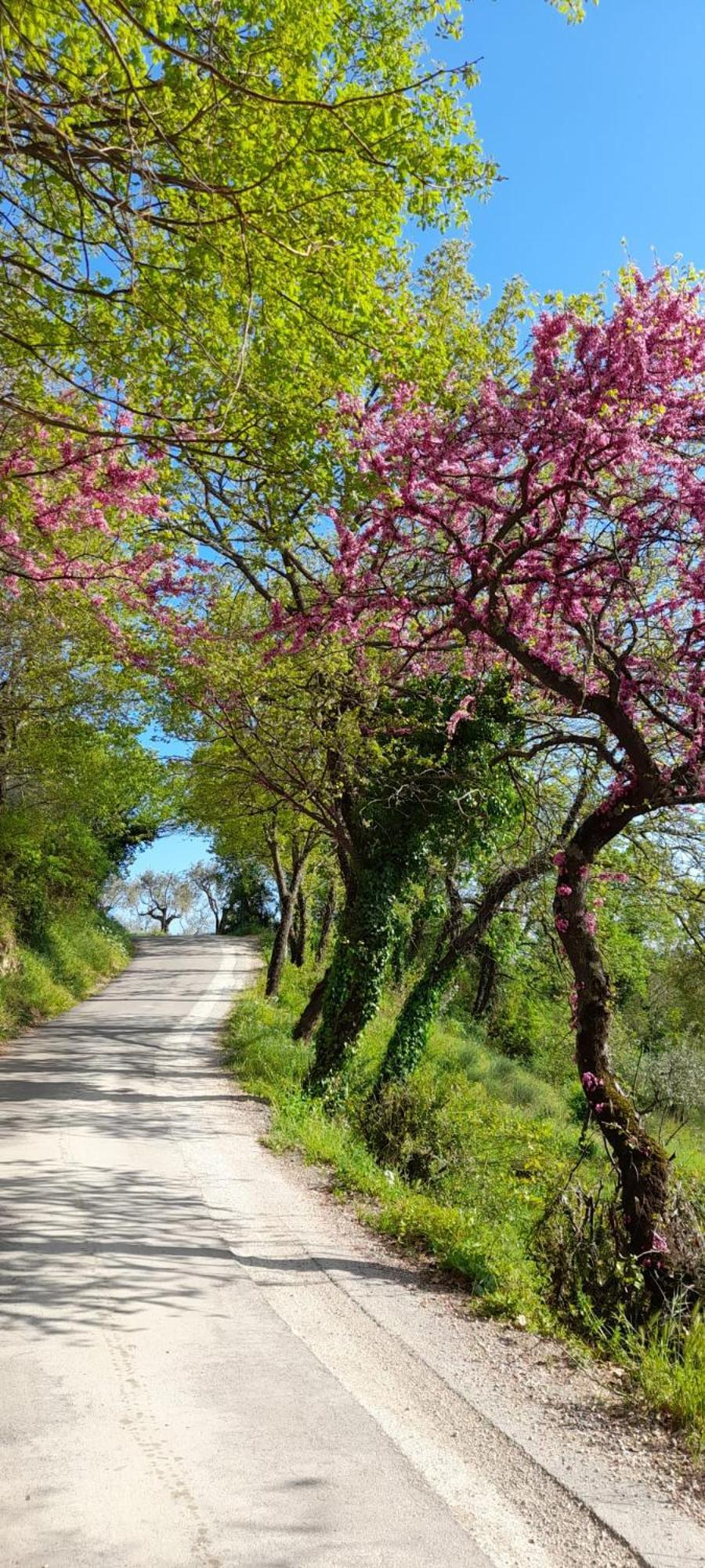 B&B Il Sentiero Di Assisi Bagian luar foto